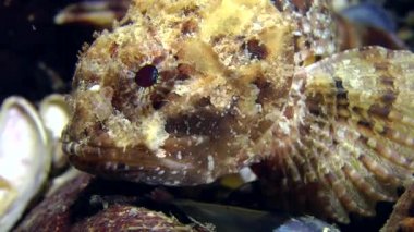 Siyah scorpionfish (Scorpaena porcus).