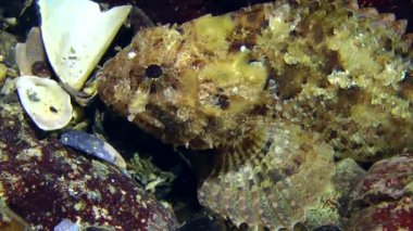 Siyah scorpionfish (Scorpaena porcus).