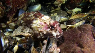 Siyah scorpionfish (Scorpaena porcus).
