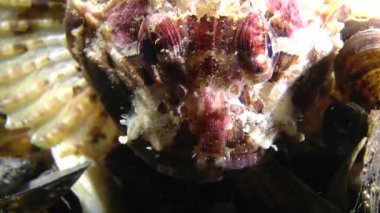 Siyah scorpionfish (Scorpaena porcus).