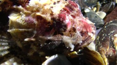 Siyah scorpionfish (Scorpaena porcus).