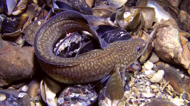 Mořské ryby Shore houpací (Gaidropsarus mediterraneus). — Stock video