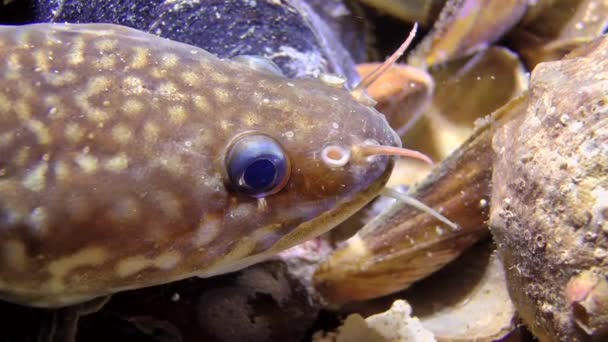 Marine fish Shore rocking (Gaidropsarus mediterraneus). — Stock Video