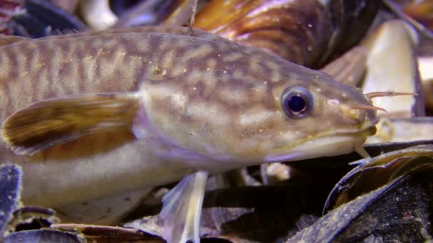 Marina fiskar Shore gungande (Gaidropsarus mediterraneus). — Stockvideo