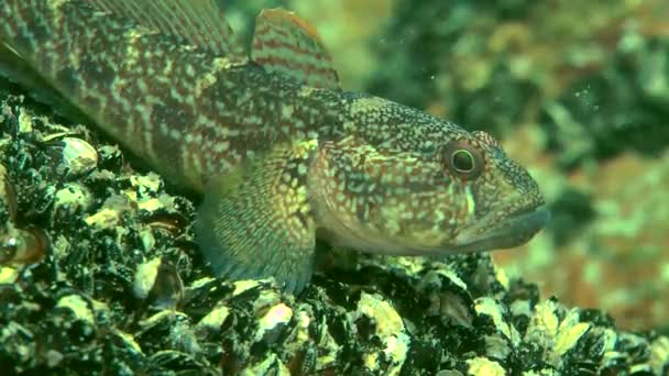 Gomba géb (Ponticola eurycephalus). — Stock videók