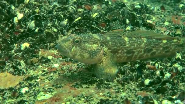 Cogumelos (Ponticola eurycephalus ). — Vídeo de Stock