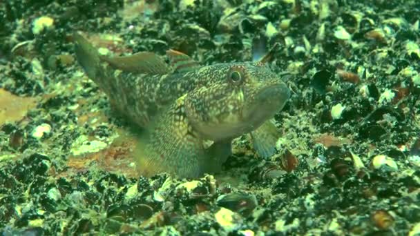 Cogumelos (Ponticola eurycephalus ). — Vídeo de Stock