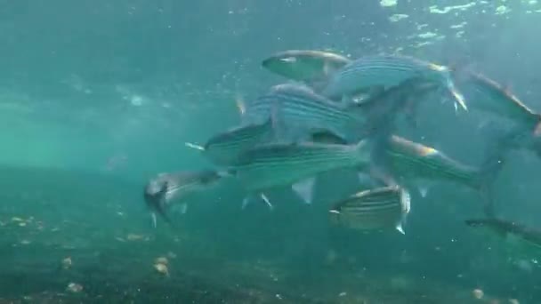 Desove Salmonete gris dorado (Liza aurata ). — Vídeo de stock