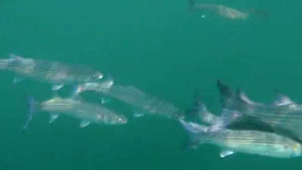 Desove Salmonete gris dorado (Liza aurata ). — Vídeos de Stock