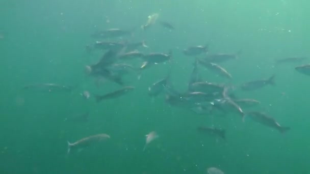 Desove Salmonete gris dorado (Liza aurata ). — Vídeo de stock