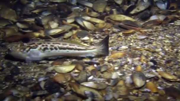 Peces marinos Mayor weever (Trachinus draco ). — Vídeos de Stock