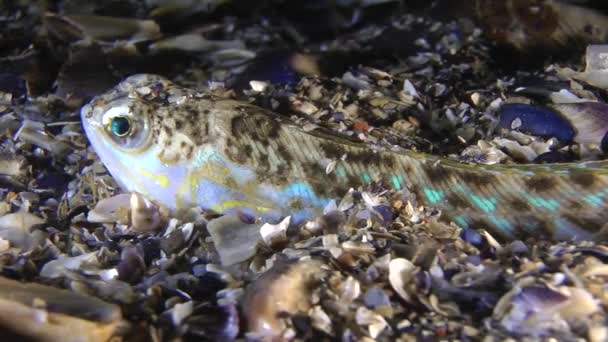 Marine fish Greater weever (Trachinus draco). — Stock Video