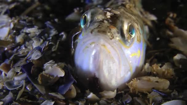 Cabeza de Weever mayor (Trachinus draco ). — Vídeo de stock