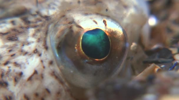 Ojo de Weever mayor (Trachinus draco ). — Vídeo de stock