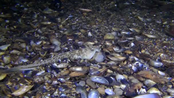 Pesce marino Maggiore peso (Trachinus draco ). — Video Stock