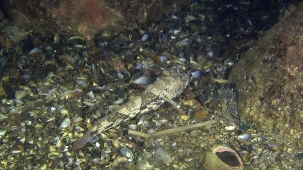 Ataque Knout goby (Mesogobius batrachocephalus ). — Vídeo de Stock