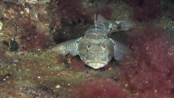 Морська риба на батіг Бичок (Бичок-жаба batrachocephalus). — стокове відео