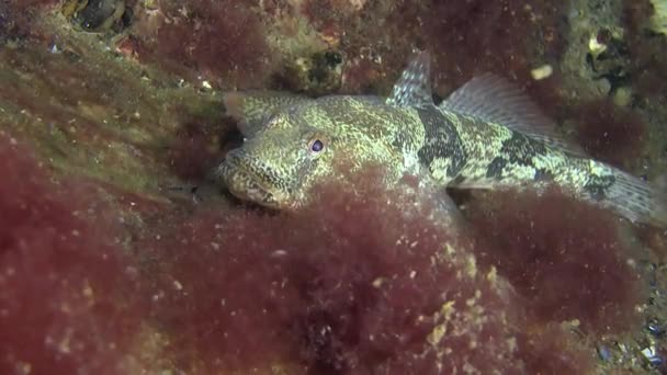 Морська риба на батіг Бичок (Бичок-жаба batrachocephalus). — стокове відео