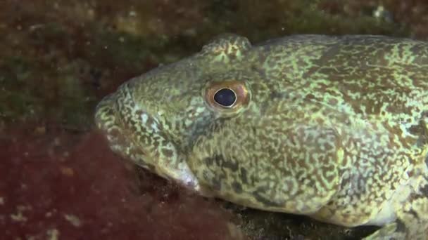 Морская рыба Knout goby (Mesogobius batrachocephalus ). — стоковое видео