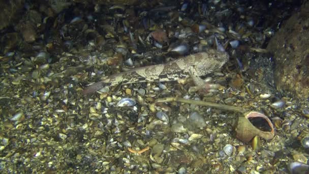 Ataque Knout goby (Mesogobius batrachocephalus ). — Vídeos de Stock