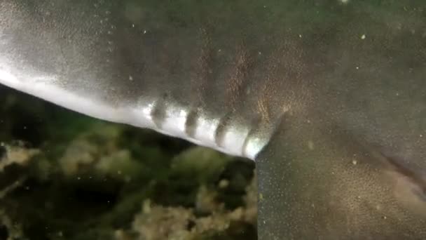 サメ Piked 鮫 (アブラツノザメ). — ストック動画