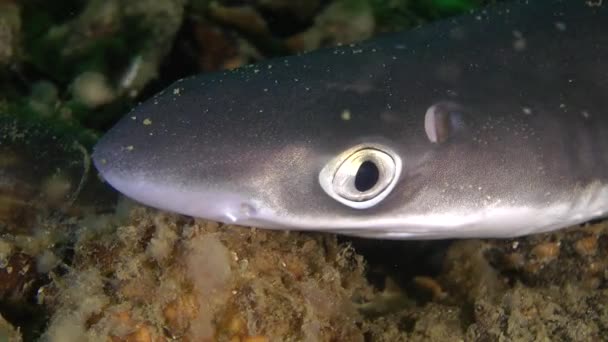 Retrato de un tiburón Pez salteado (Squalus acanthias ). — Vídeos de Stock