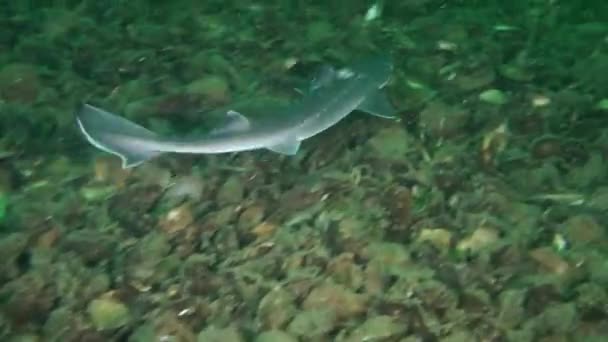 Акула щука (Squalus acani) ). — стоковое видео
