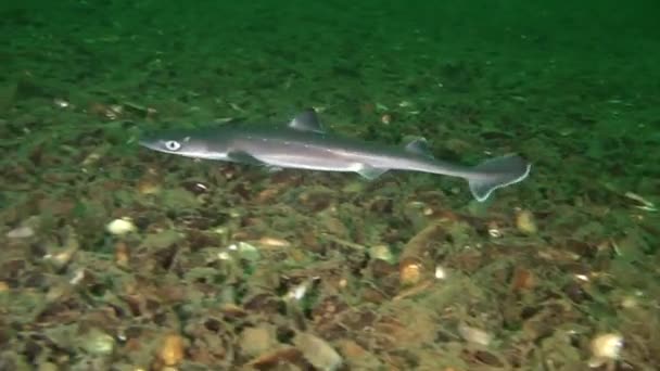 Tiburón Pez salteado (Squalus acanthias ). — Vídeos de Stock