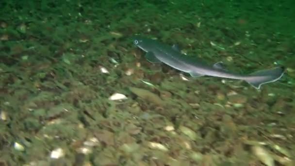 Tiburón Pez salteado (Squalus acanthias ). — Vídeo de stock