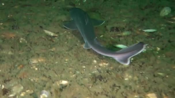 Piked 角鲨鲨鱼 (Squalus acanthias). — 图库视频影像
