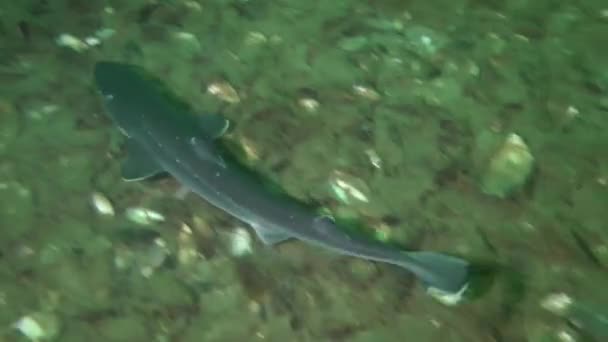 Piked cápa és macskacápa (Squalus acanthias). — Stock videók