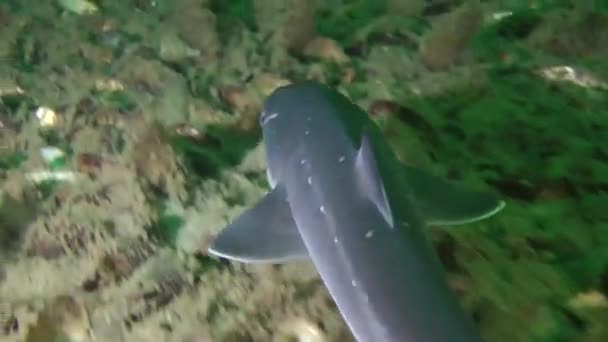 Shark Piked dogfish (Squalus acanthias). — Stock Video