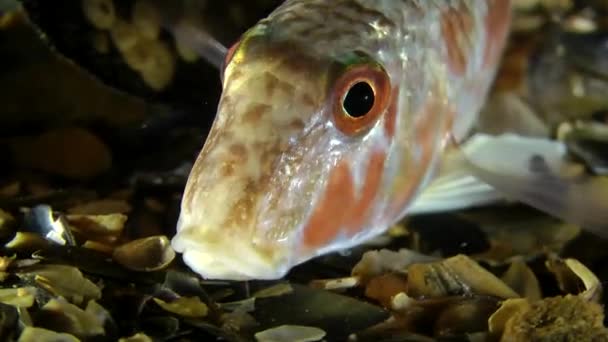 Poissons marins Mullet rouge (Mullus barbatus) ). — Video