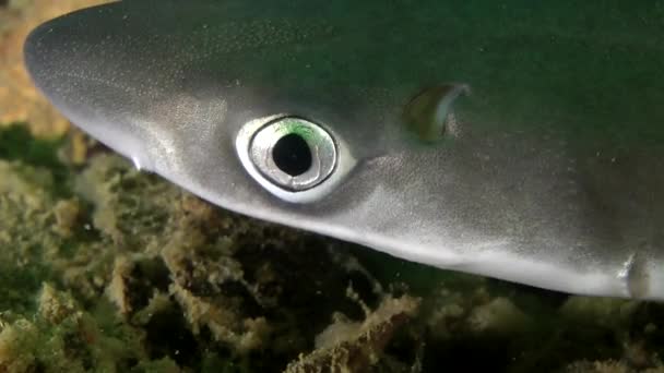 Köpekbalığı Piked Kedibalığı (Squalus acanthias). — Stok video