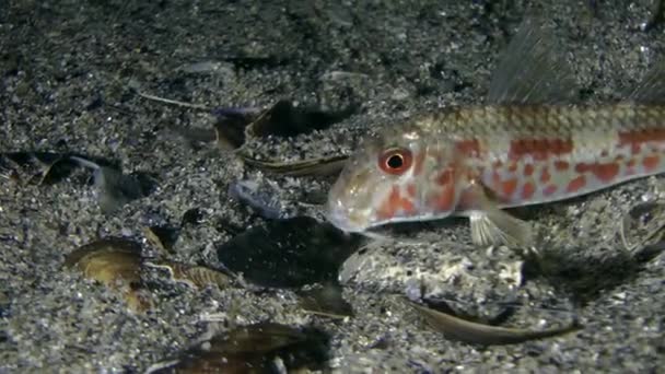 Peixe marinho tainho-vermelho (Mullus barbatus ). — Vídeo de Stock