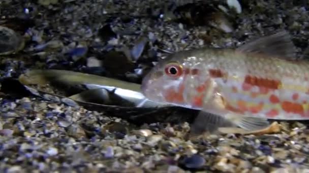 stock video Marine fish Red mullet (Mullus barbatus).