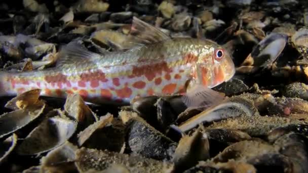 Peces marinos Salmonete rojo (Mullus barbatus ). — Vídeo de stock