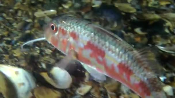 Peces marinos Salmonete rojo (Mullus barbatus ). — Vídeo de stock