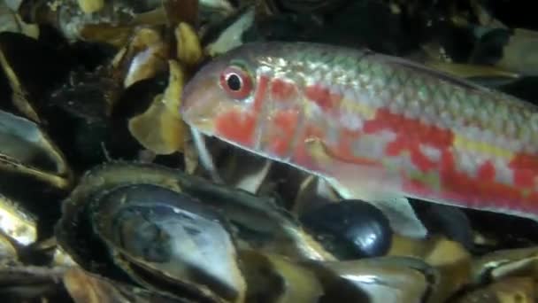 Peixe marinho tainho-vermelho (Mullus barbatus ). — Vídeo de Stock