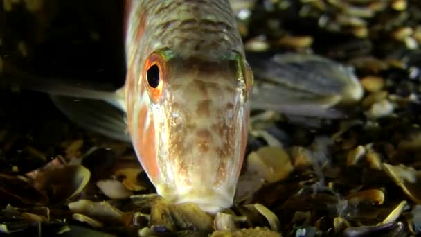 Peixe marinho tainho-vermelho (Mullus barbatus ). — Vídeo de Stock