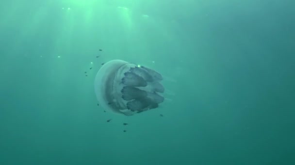 Horse mackerel (Trachurus mediterraneus) and Rhizostome jellyfish. — Stock Video