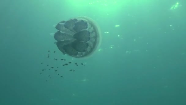 Caballa (Trachurus mediterraneus) y medusas del Rhizostome . — Vídeos de Stock
