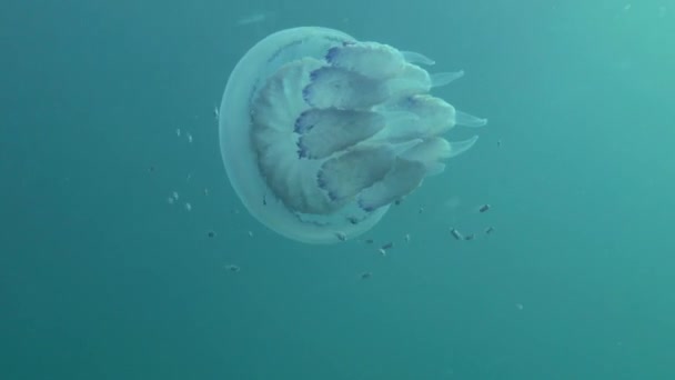Лошадиная скумбрия (Trachurus medanean aneus) и Ризостомная медуза . — стоковое видео