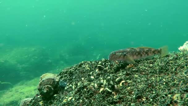 Marine fiska svartmunnad smörbult (Neogobius melanostomus). — Stockvideo