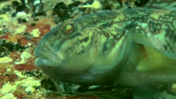 Marine fiska svartmunnad smörbult (Neogobius melanostomus). — Stockvideo