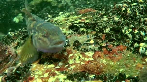 Marine fiska svartmunnad smörbult (Neogobius melanostomus). — Stockvideo