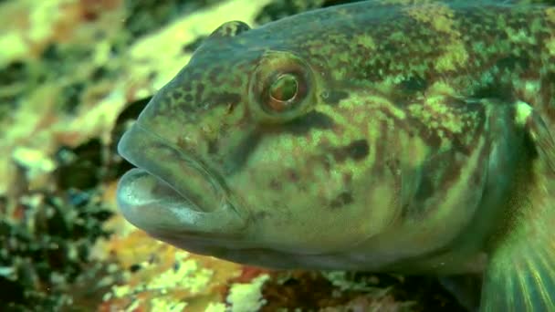 Marine fish Round goby (Neogobius melanostomus). — Stock Video