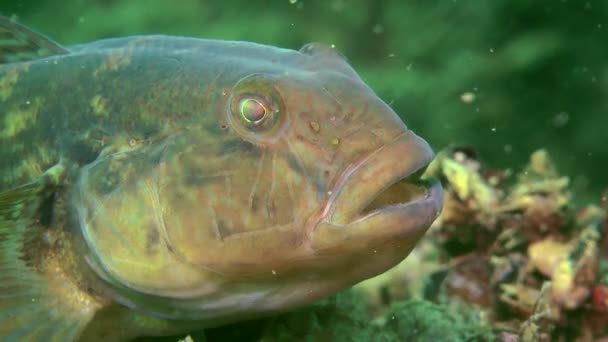 Морская рыба Круглая мышь (Neogobius melanostomus ). — стоковое видео