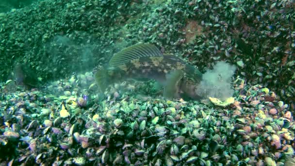 Tengeri hal Feketeszájú géb (Neogobius melanostomus). — Stock videók