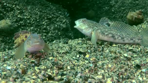 Mořské ryby kolo goby (Neogobius melanostomus). — Stock video